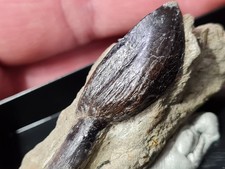 dent de Dinosaure Atlasaurus