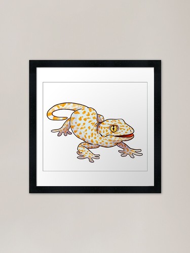 Tokay gecko framed - framed, print