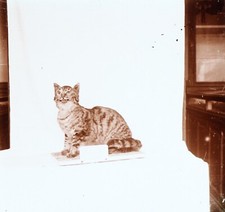 Chat Animal empaillé Zoologie c1920 Photo Vintage Plaque verre V35L22n12