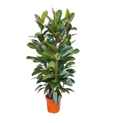 Arbuste caoutchouc ficus - arbuste,