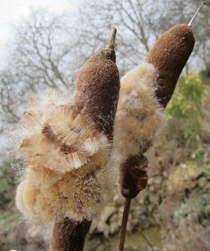 Massette des marais typha - ♫,