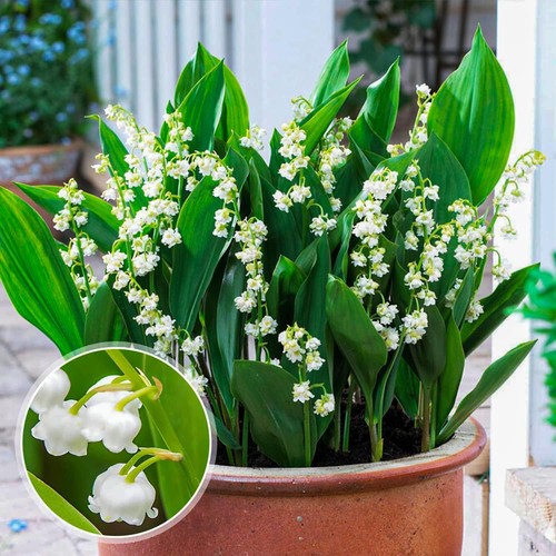 Muguet blanc convallaria - muguet,