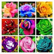 450 graines de rose en 9