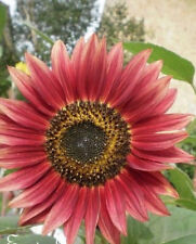 ♫♫ TOURNESOL ' Velvet Queen ' ♫♫ Graines ♫♫ Plante-Soleil Ornement du Potager ♫♫