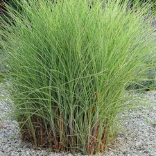 Miscanthus sinensis 'Morning Light' - Roseau de Chine - Eulalie gracieuse