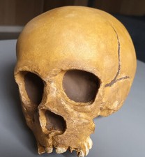 Reproduction FOSSILE crane Néandertal La Quina 18  Hominid skull fossil cast