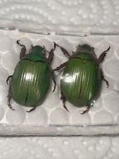 Chrysina sallei PAIR Rutelinae /Rutelidae ref 3176