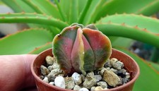 ASTROPHYTUM CAPRICORNE