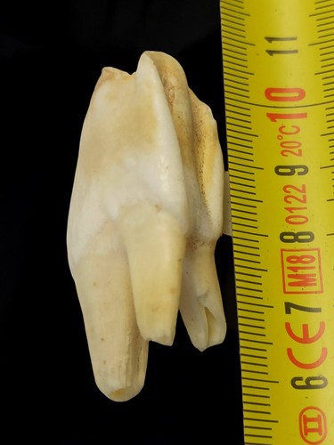 Dent mammifère taxidermie - de,