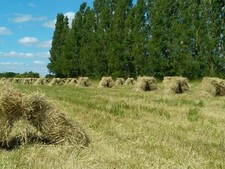 Foin coupe 2024, à prendre