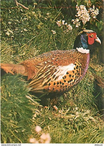 Carte postale animaux - carte,