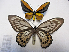 Entomologie Papilionidae