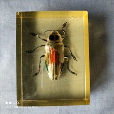 VINTAGE SCARABEE INSECTE DANS DE LA RESINE CABINET DE CURIOSITES PRESSE PAPIER