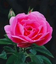 voyance medium 1 question