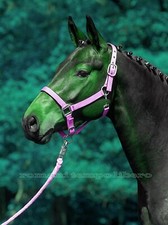 Licou Stall Pour Chevaux en