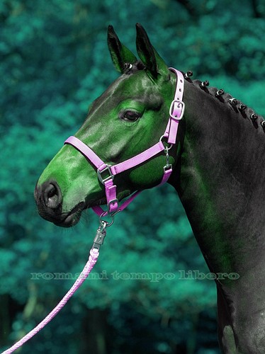 Cavezza capezza pour chevaux - cavezza,