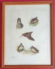 Lithographie Gravure encadrée Signée Boris RIAB Etude de Bécasses CHASSE 30x40cm