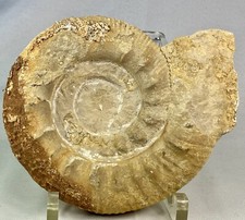 RARE GRAND FOSSILE AMMONITE