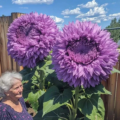 20x semillas girasol - semillas, de
