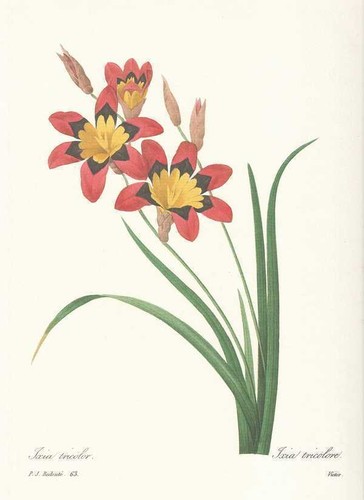 Zigeunerblume sparaxis - -,