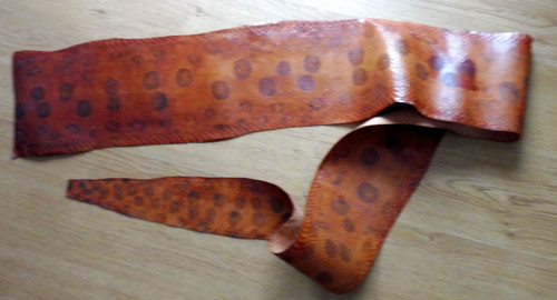 Peau serpent boa - boa, cabinet