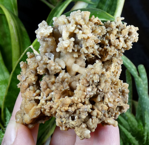 Aragonite salsigne 8x6cm - aragonite,