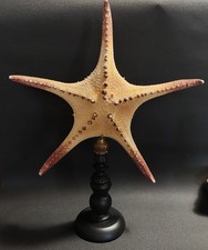 Cabinet de Curiosités étoile