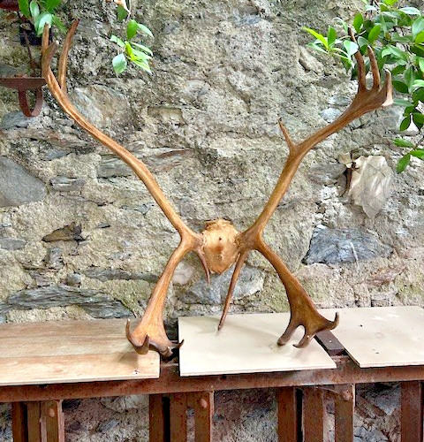 Bois cerf avec crane - cerf, /