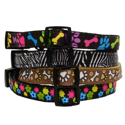 Collier chien puppy - chien, en