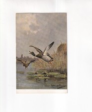 F1004) CHASSE - CANARDS