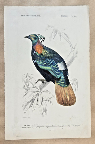 Gravure coloriée oiseaux - gravure,