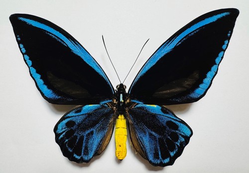 Ornithoptera priamus - ornithoptera,