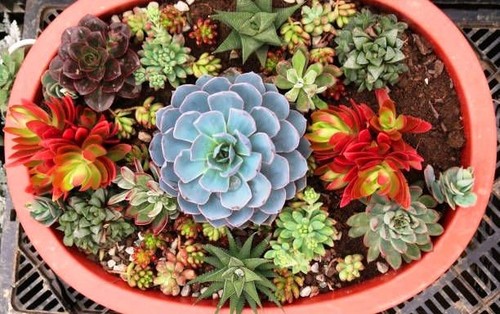 100 succulentes plantes - 100,