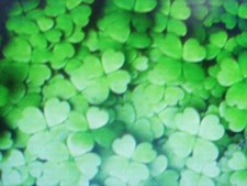 10000 graines d'engrais vert