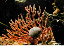 Animaux - Gorgone Eunicella-Carolini - Bernard l'Hermite - CPM - Carte Neuve - V