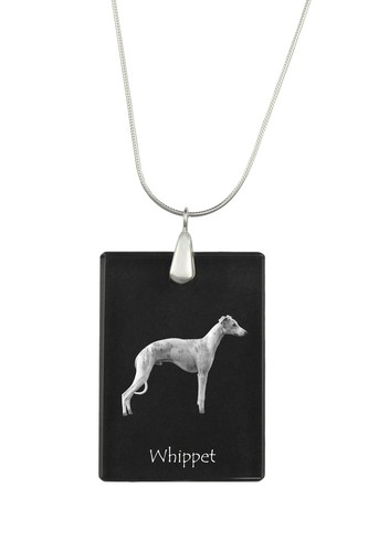 Whippet petit chien anglais - chien,
