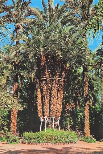 Espagne elche huerto del - huerto, cura