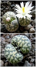 10 graines de LITHOPS