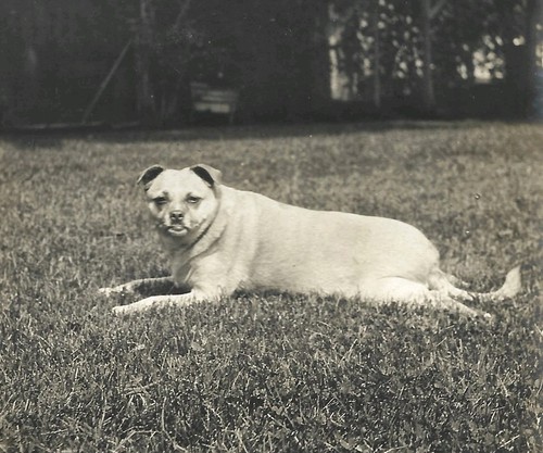 Vintage old 1900 photo - vintage, of