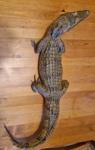 Crocodile caïman taxidermie - crocodile,