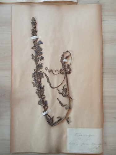Ancien herbier botanique - ancien,