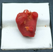 Branche de corail rouge 