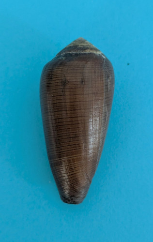 Conus vezoi 7 - vezoi, 53,7
