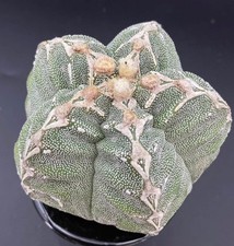 Rare Cacti Astrophytum