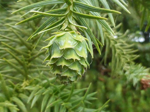 Graines araucaria chine - 3,