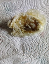 ALBINO PYTHON SNAKE SKIN SHED