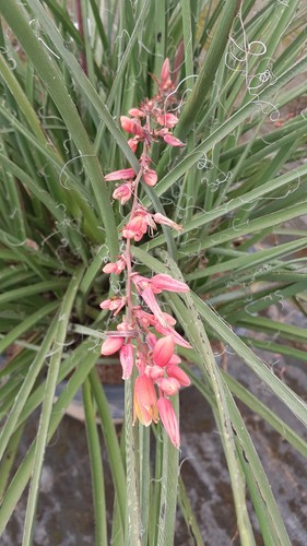 Hesperaloe parviflora rubra - parviflora, 'rubra'