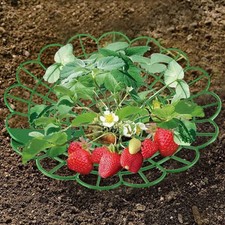 Pack de 10 cadres de support de fraises faciles ?? installer pour l??gumes et pl