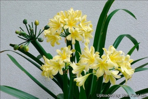 Yellow clivia bush lily plant - yellow,