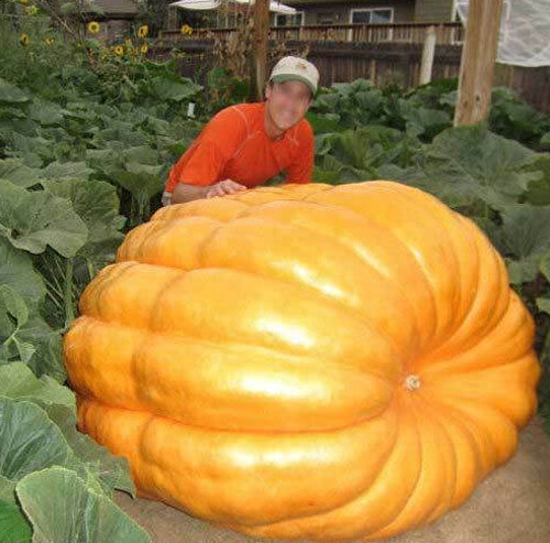 Semi citrouille géante - semi-citrouille,